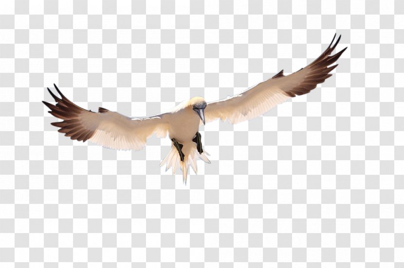 Bird Pelican Icon - Wing - Flying Transparent PNG