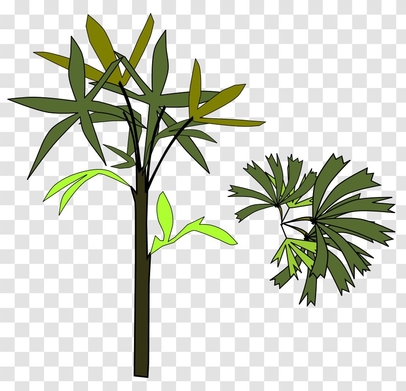 Arecaceae Rhapis Excelsa Clip Art - Scalable Vector Graphics - Shamu Coloring Pages Transparent PNG