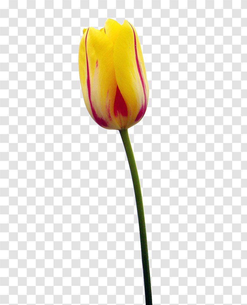 Tulip Flower Petal Plant Stem Woman - Close Up Transparent PNG