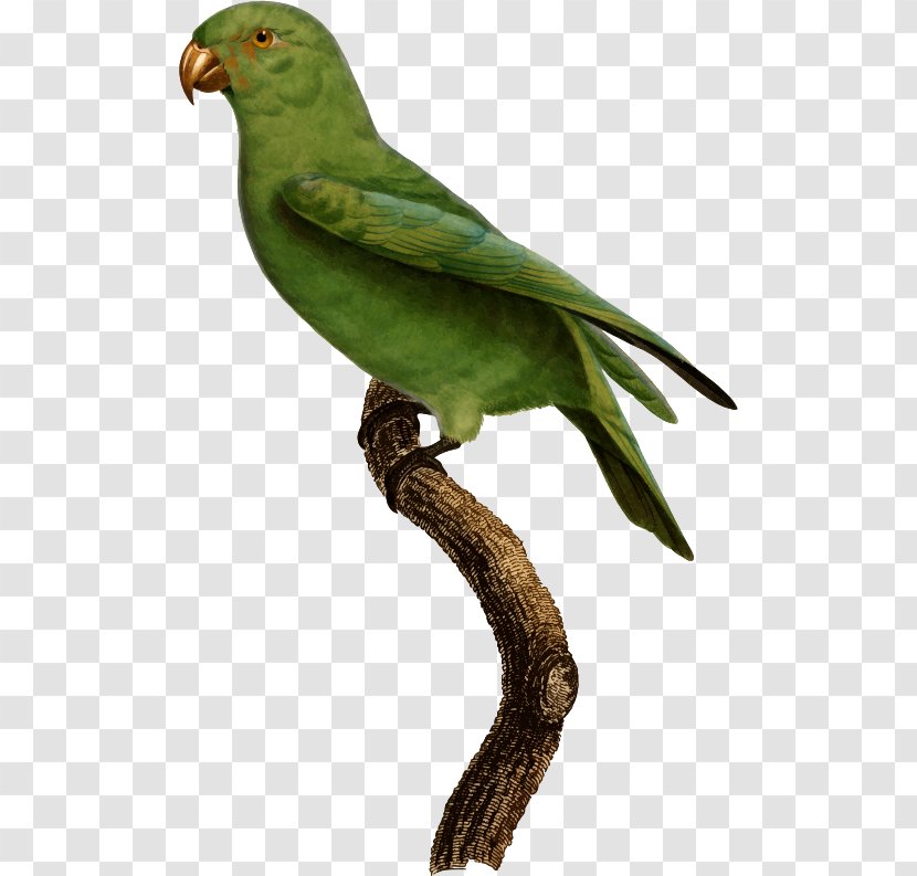 Lovebird Finches Macaw Parakeet Beak - Cuculiformes - Feather Transparent PNG