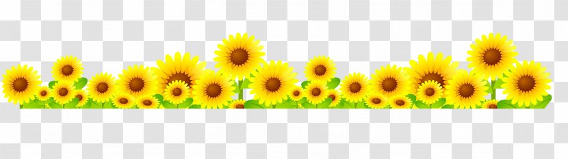 Common Sunflower Transparent PNG