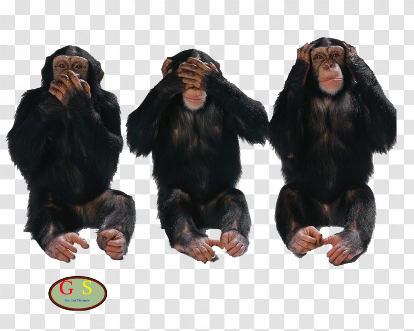 Three Wise Monkeys United States Truth Lie Idea - See No Evil Hear - Diverse Transparent PNG