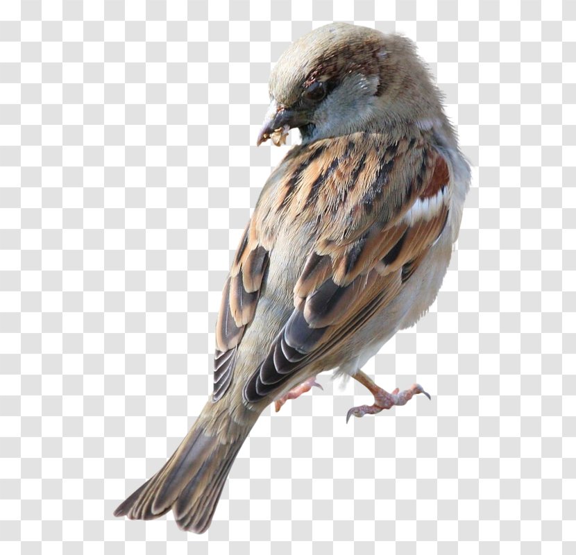 Sparrow Bird Clip Art - Emberizidae Transparent PNG
