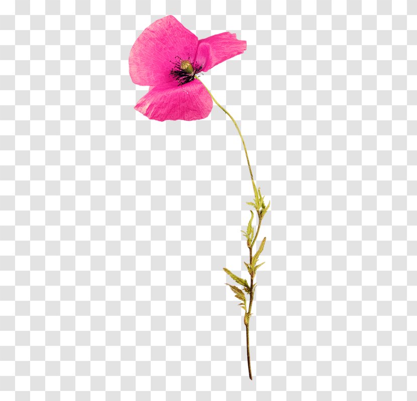 Flower Poppy Clip Art - Malvales Transparent PNG