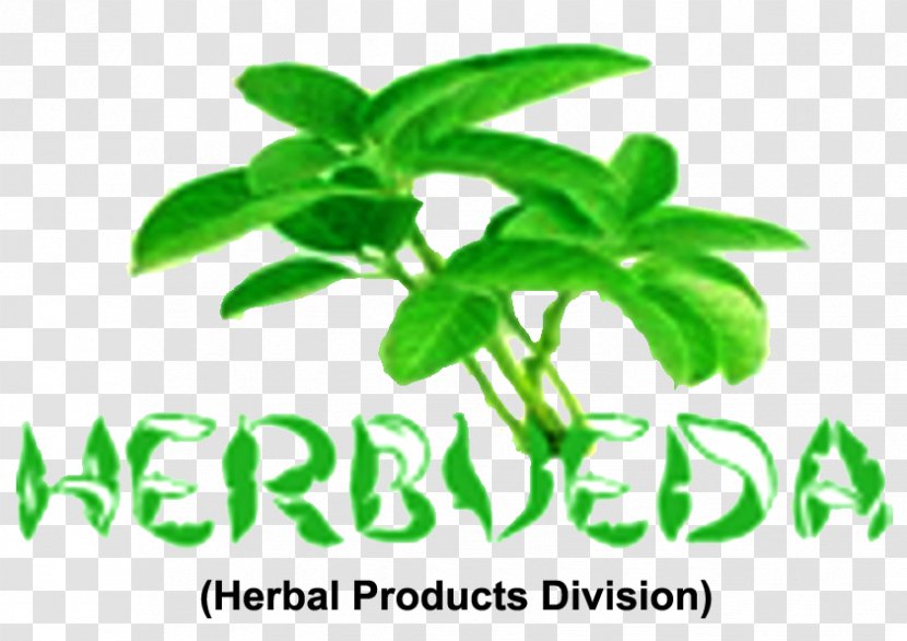 Herbalism India Holy Basil - Ayurveda Transparent PNG