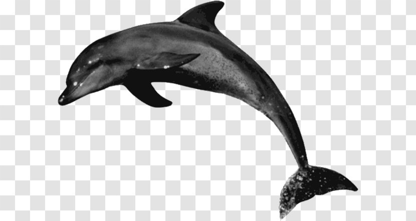 Common Bottlenose Dolphin Rough-toothed Tucuxi Short-beaked Wholphin - Short Beaked Transparent PNG