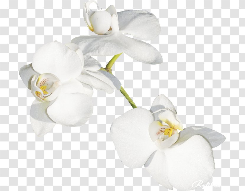 Moth Orchids Cut Flowers Plant Stem Petal - Orchid - White Transparent PNG