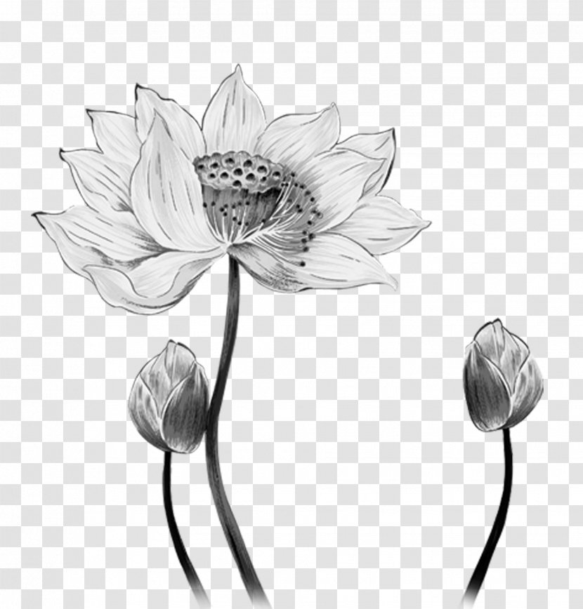 Nelumbo Nucifera Ink Wash Painting Download - Cut Flowers - Hand-painted Lotus Transparent PNG