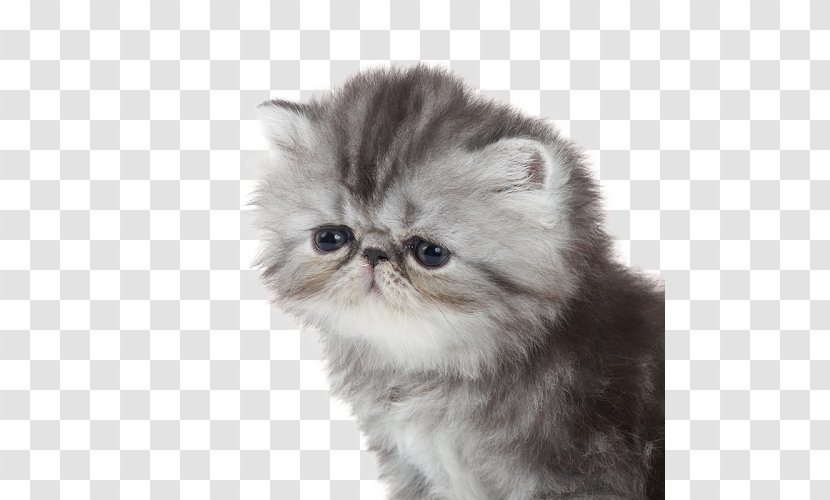 Persian Cat Exotic Shorthair British Semi-longhair Asian Napoleon - Croquettes Transparent PNG