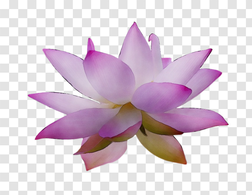 Sacred Lotus Nelumbonaceae Petal Flower Lotus-m Transparent PNG