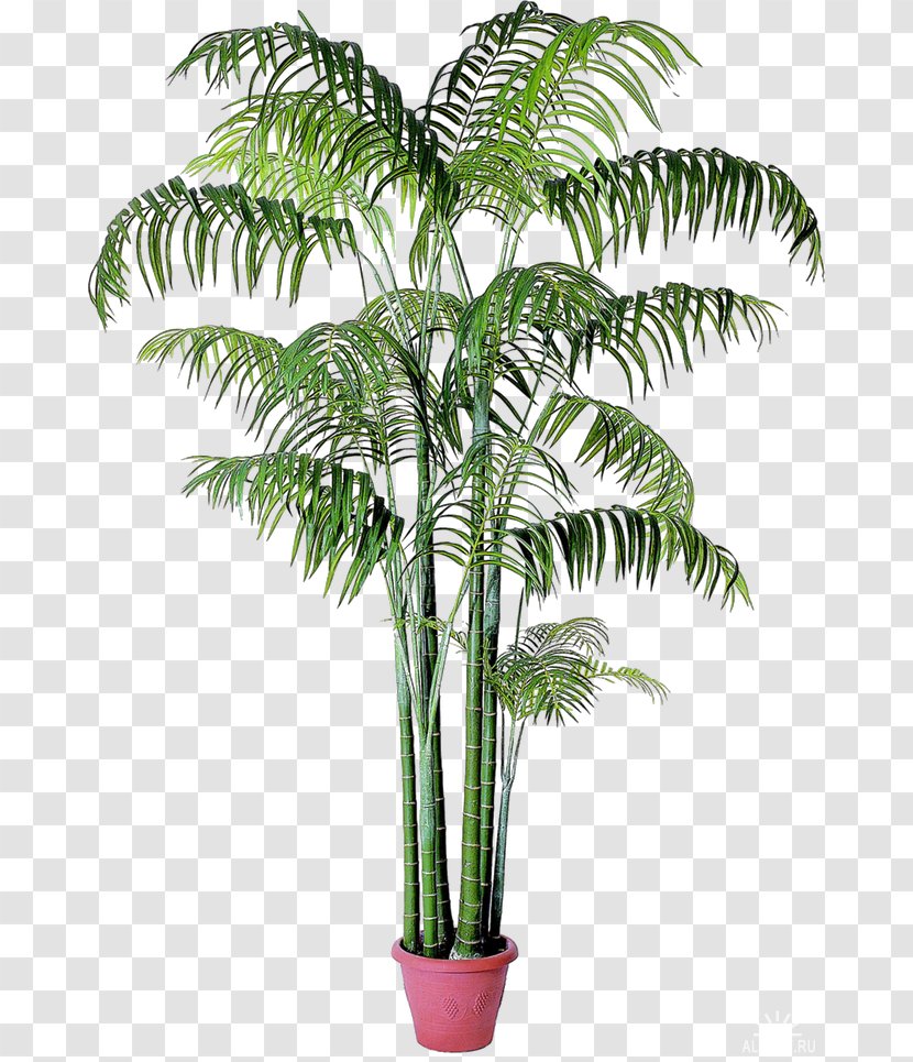 Babassu Houseplant Arecaceae Date Palm - Dioecy - Multi Purpose Flyers Transparent PNG