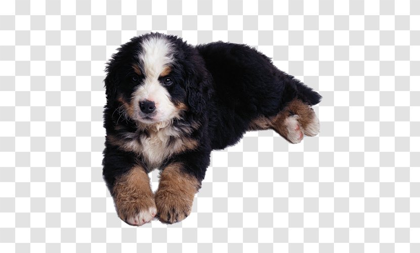 Bernese Mountain Dog Entlebucher Greater Swiss Puppy - Pet Transparent PNG