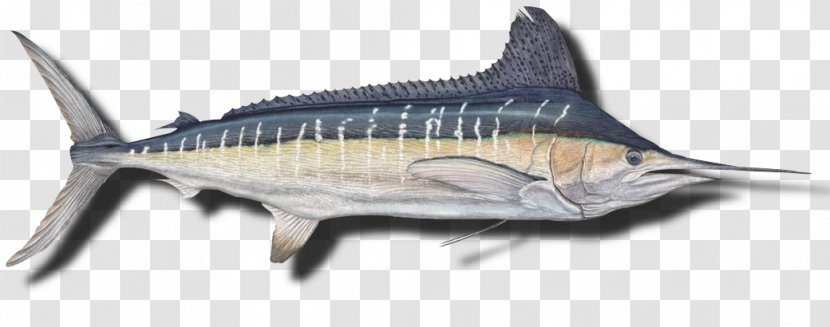 Swordfish Black Marlin Cabo Blanco, Peru - Animal Figure - Peixe Espada Nome Cientifico Transparent PNG