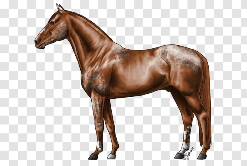 Stallion Hanoverian Horse Russian Don Foal Howrse - Livestock - Appaloosa Transparent PNG