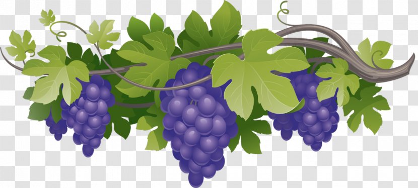 Common Grape Vine Wine Concord Vitis Amurensis - Harvest Transparent PNG