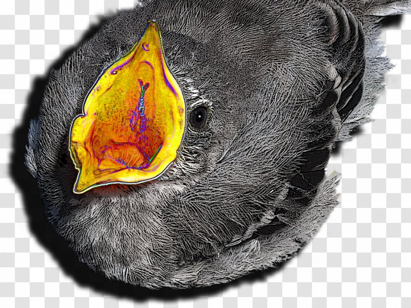 Beak Snout Close-up - Hawaii Bird Transparent PNG