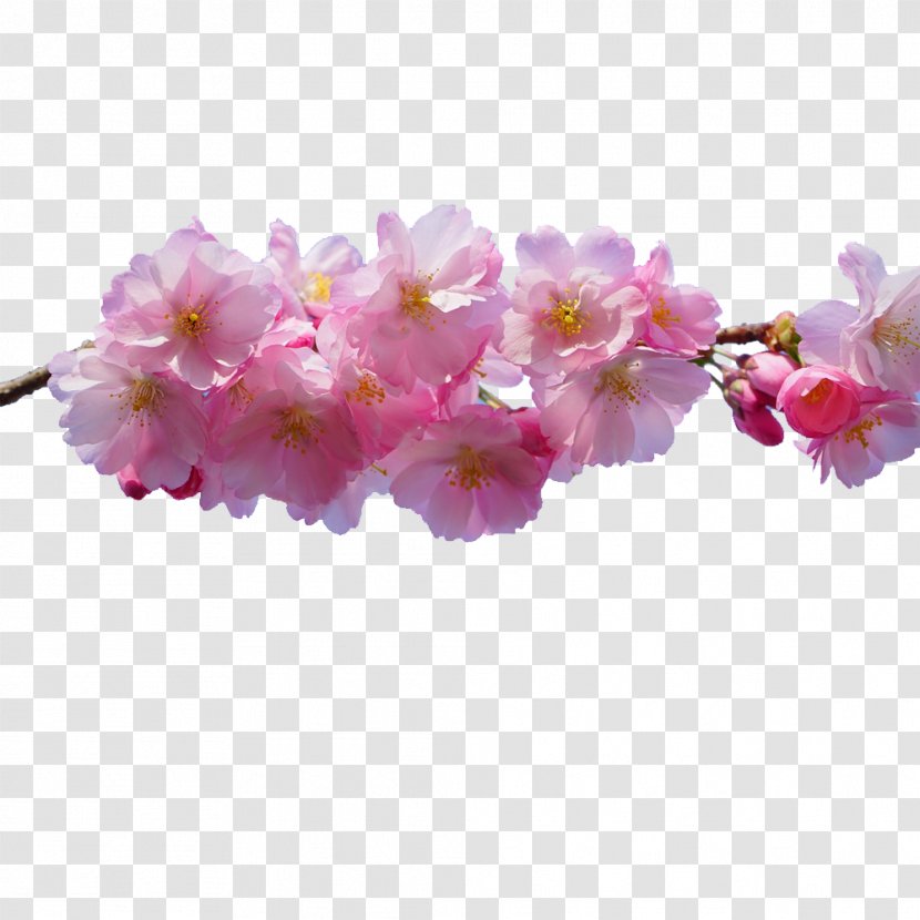 Pink Flowers Desktop Wallpaper - Spring - Cherry Blossom Transparent PNG