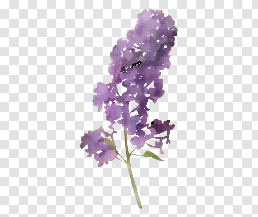 Lavender Transparent PNG