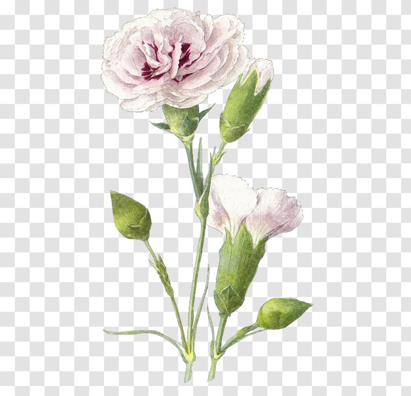 Victory Day Centifolia Roses Drawing Photography Clip Art - Plant Stem - 9 May Transparent PNG