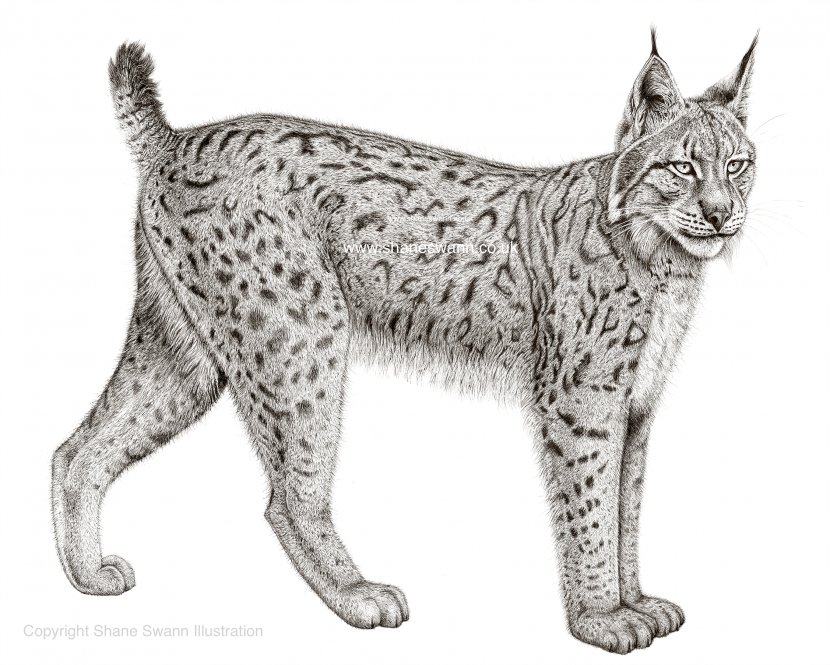 Eurasian Lynx Felidae Bobcat Canada Iberian - Wild Cat Transparent PNG