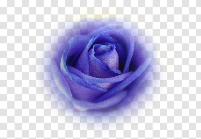 Blue Rose Garden Roses Cabbage Petal - Rosa Centifolia - Lavender Transparent PNG