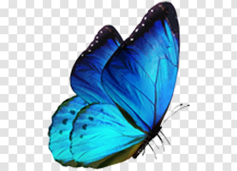 Butterfly Morpho Menelaus Blue - Yellow Transparent PNG