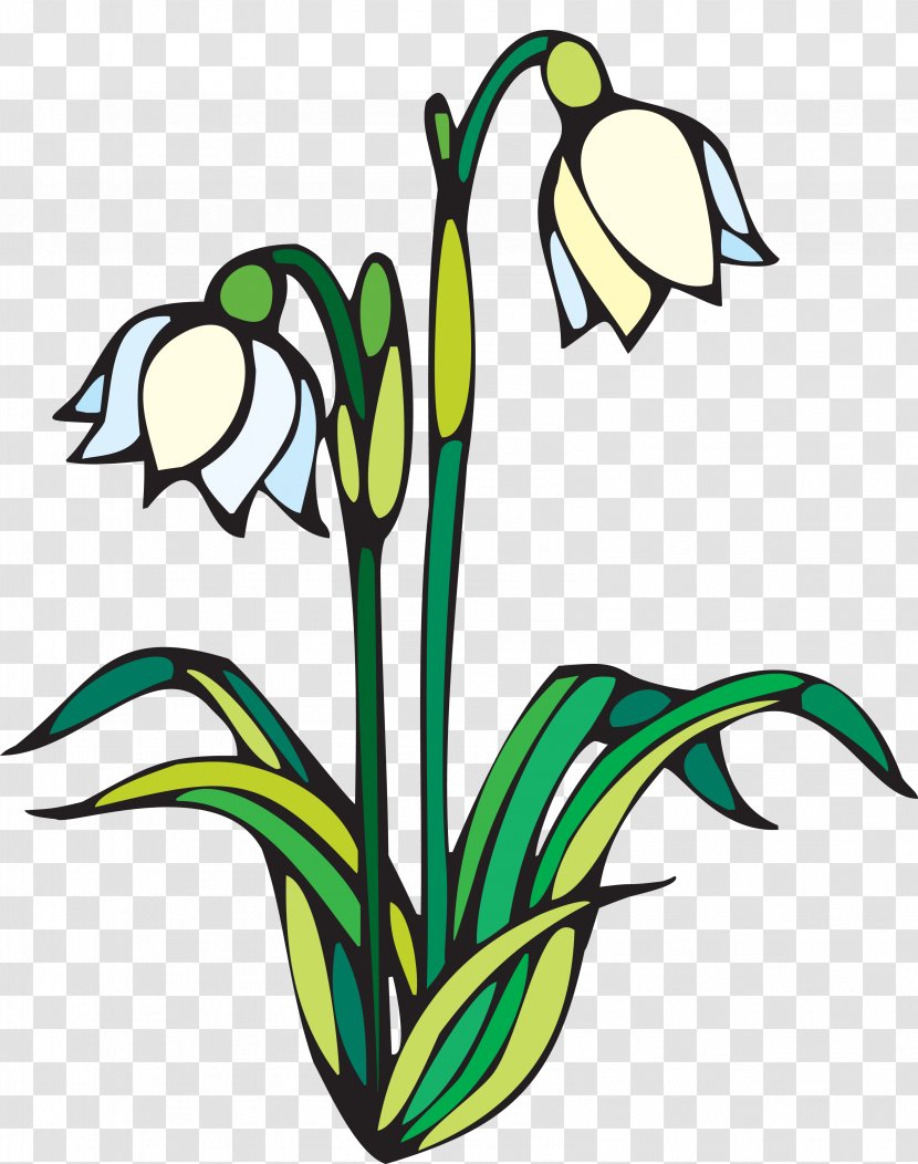Coloring Book Drawing Child Spring - Flowering Plant - Snowdrop Transparent PNG