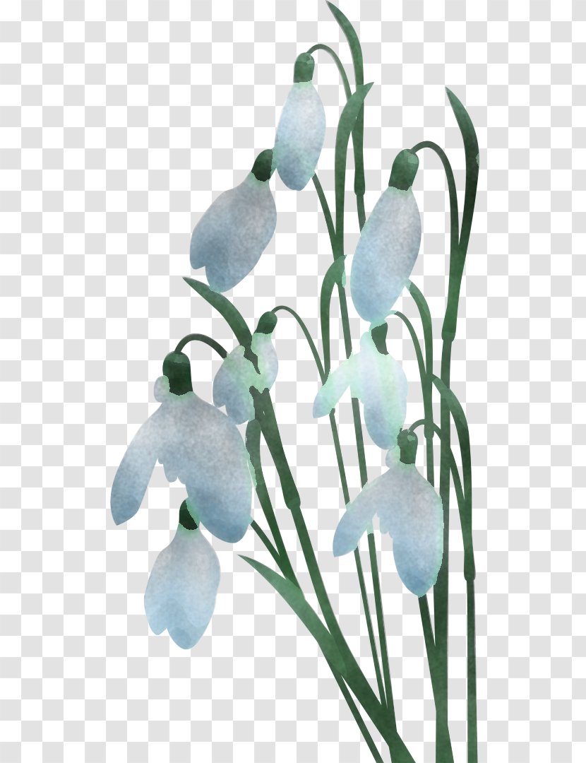 Galanthus Snowdrop Flower Plant Flowering - Iris - Summer Snowflake Transparent PNG