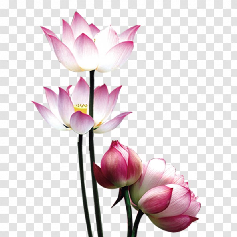 Mooncake Nelumbo Nucifera - Cut Flowers - Lotus Transparent PNG