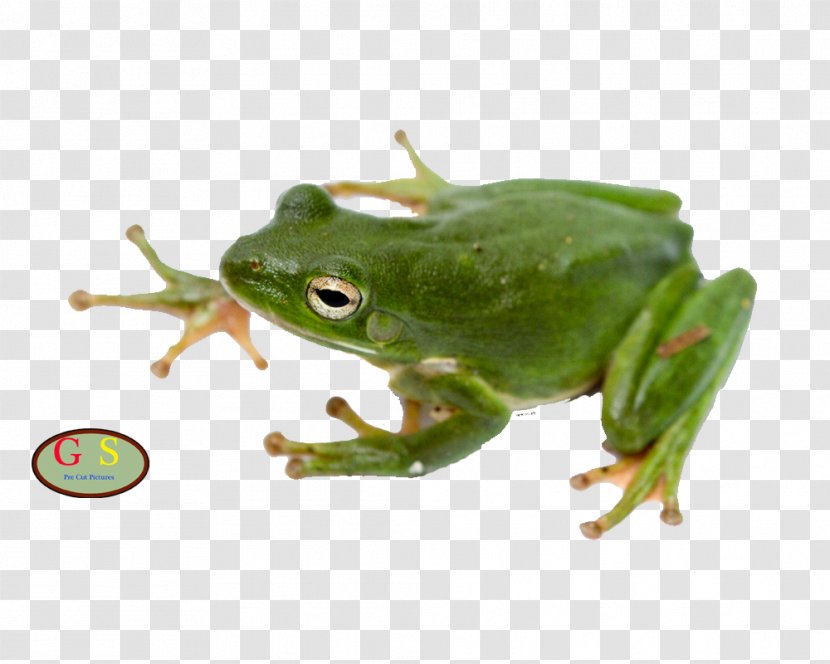 American Green Tree Frog Amphibian Australian Transparent PNG