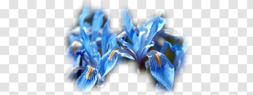 Iris Missouriensis Flower Data Set Pallida Versicolor - Family Transparent PNG