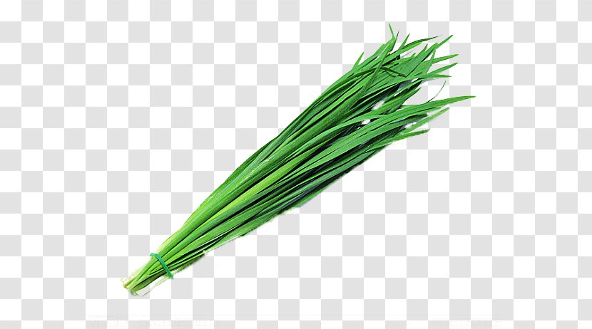 Garlic Chives Onion Leek - Green Vegetables,Chives Transparent PNG