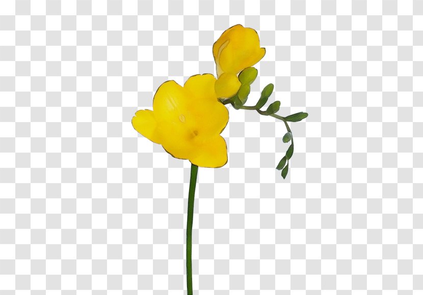Flower Yellow Plant Pedicel Petal - Stem - Freesia Cut Flowers Transparent PNG