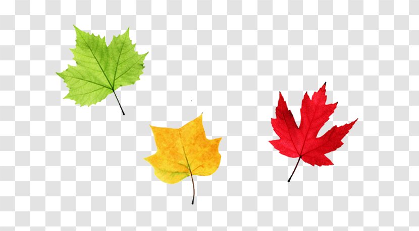 Maple Leaf Autumn - Color Transparent PNG