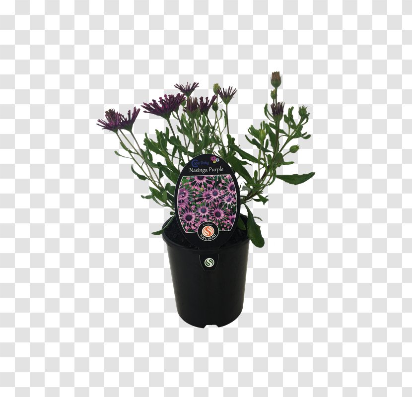 Lavender Flowerpot Houseplant Purple Cut Flowers - Balcony Plants Decoration 18 0 1 Transparent PNG