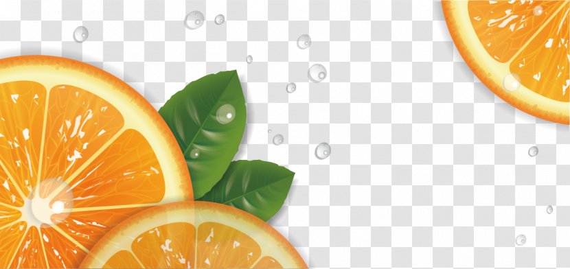Lemon Tangelo Rangpur Mandarin Orange Grapefruit - Peel - Hand-painted Transparent PNG