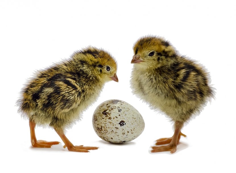 Common Quail Bird Chicken Egg Transparent PNG