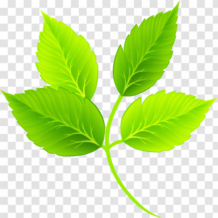 Leaf Plant Stem Herbal Medicine Tree Plant Transparent PNG