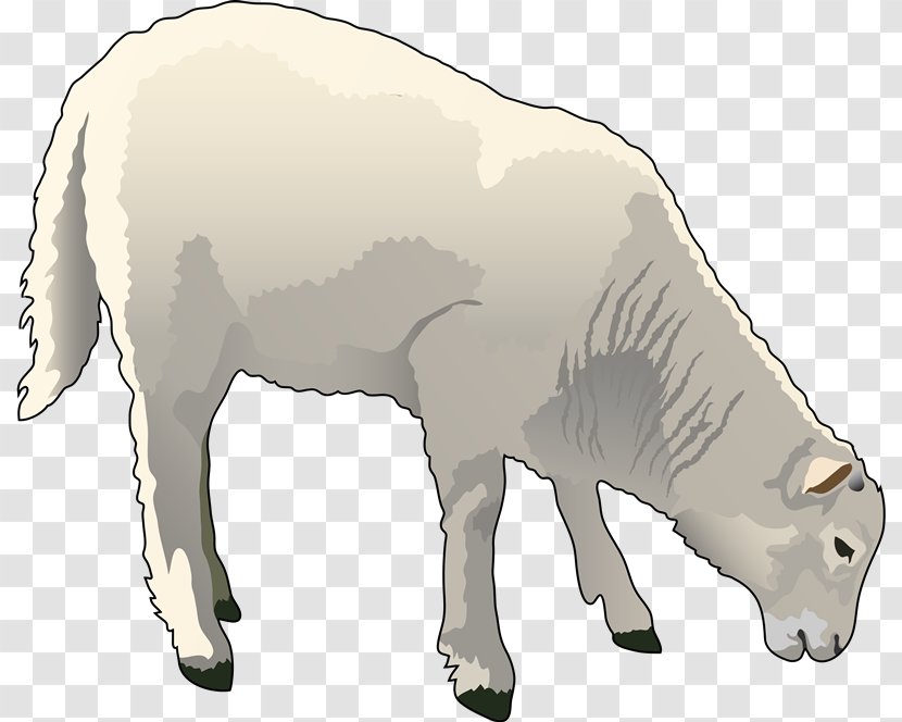 Sheep–goat Hybrid Cattle Clip Art - Sheepgoat - Mk Transparent PNG