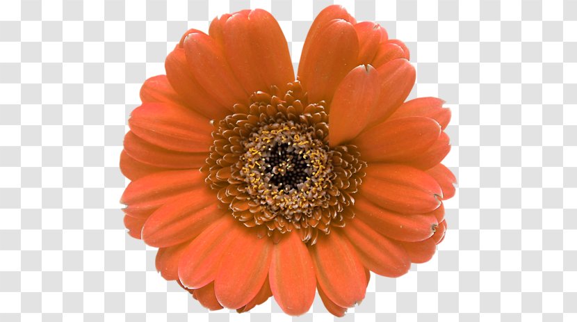 Transvaal Daisy Flower Petal Floral Design - Royaltyfree Transparent PNG