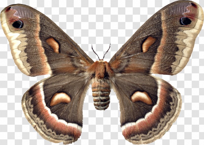 Butterfly Moth Hyalophora Cecropia Insect Sphingidae - Cartoon Transparent PNG