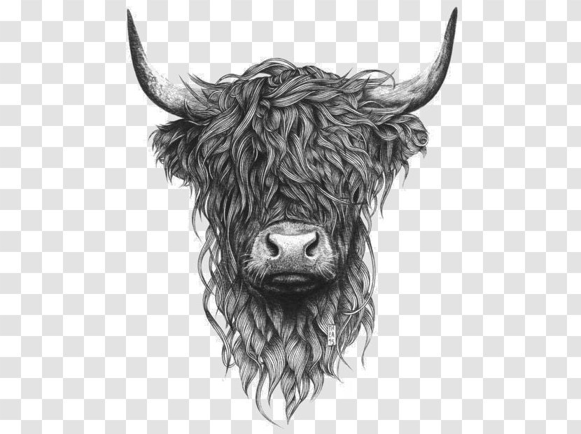 Highland Cattle Scottish Highlands Paper Drawing Printing - Painting Transparent PNG