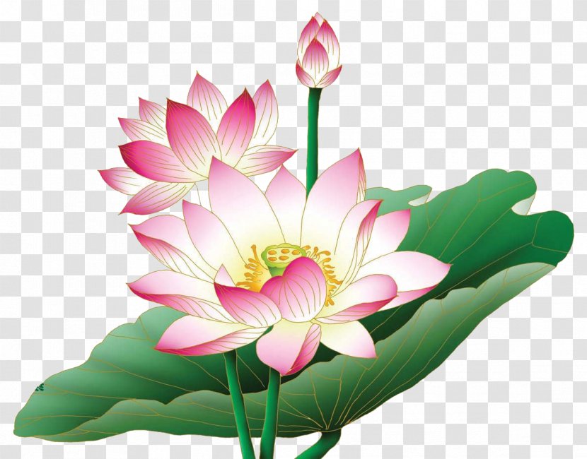 Nelumbo Nucifera Egyptian Lotus Flower Clip Art - Proteales - Floral Transparent PNG