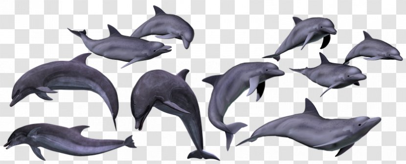 Tucuxi Common Bottlenose Dolphin Sea Mammal - Marine Life - OCEAN DEEP Transparent PNG