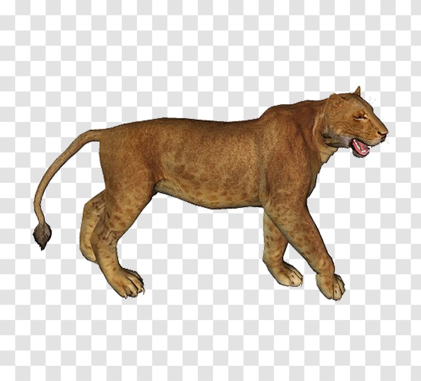 Lion - Big Cat - Transparency And Translucency Transparent PNG