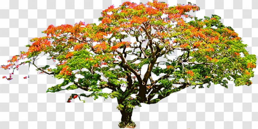 Royal Poinciana Branch Tree Flower - Color - Trees Cartoon Transparent PNG