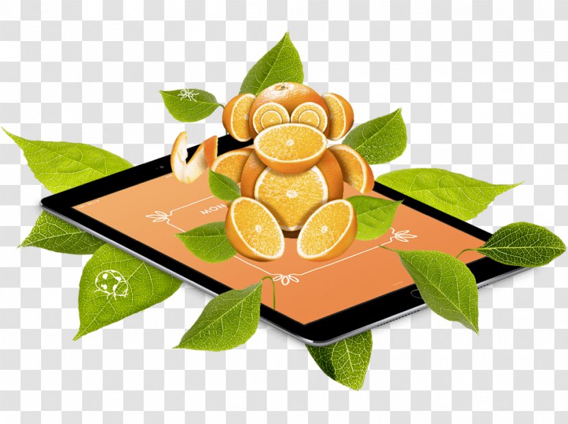 Citrus HTTP Cookie Fruit Tree Science Merienda - Family Transparent PNG