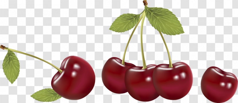 Cherry Fruit Vecteur Cerasus - Berry - Vector Fruit,Cherry Transparent PNG