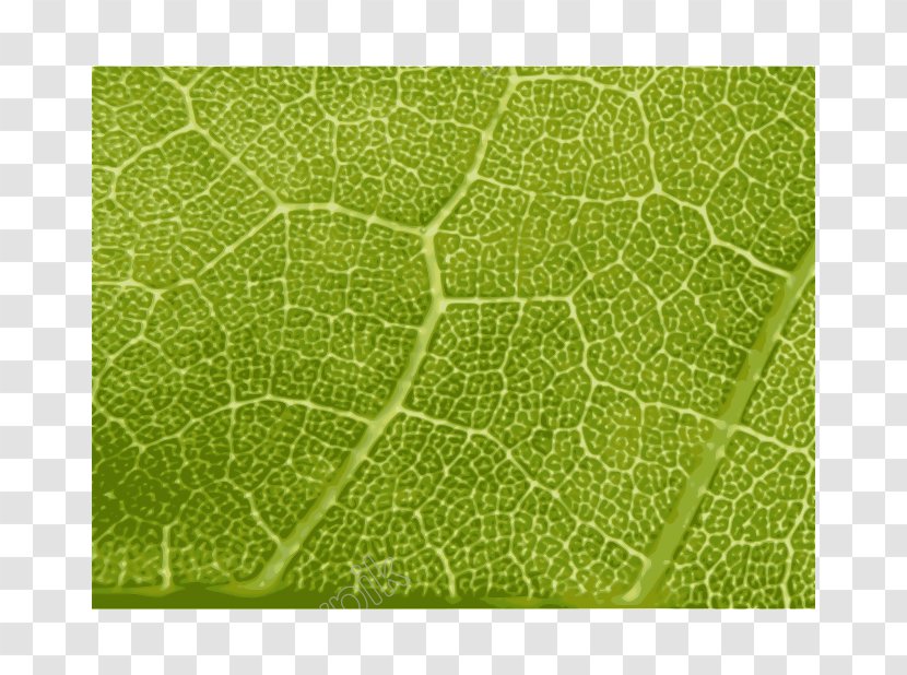 Maple Leaf Clip Art Red - Plant Stem Transparent PNG