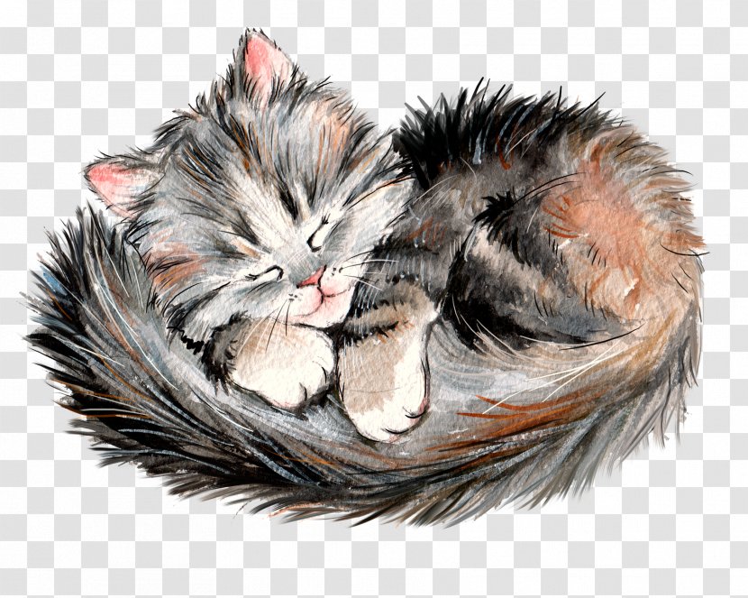 Maine Coon Kitten Whiskers - Cat Like Mammal - Sleeping Transparent PNG